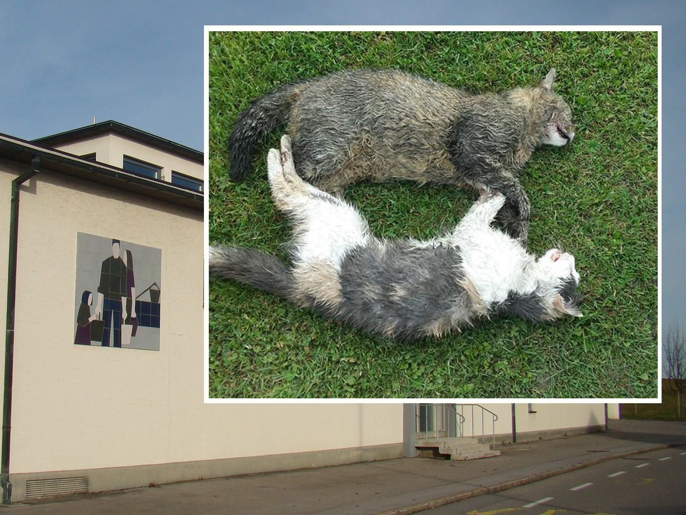 Die Katzen wurden in der Nähe des Wasserwerks gefunden.