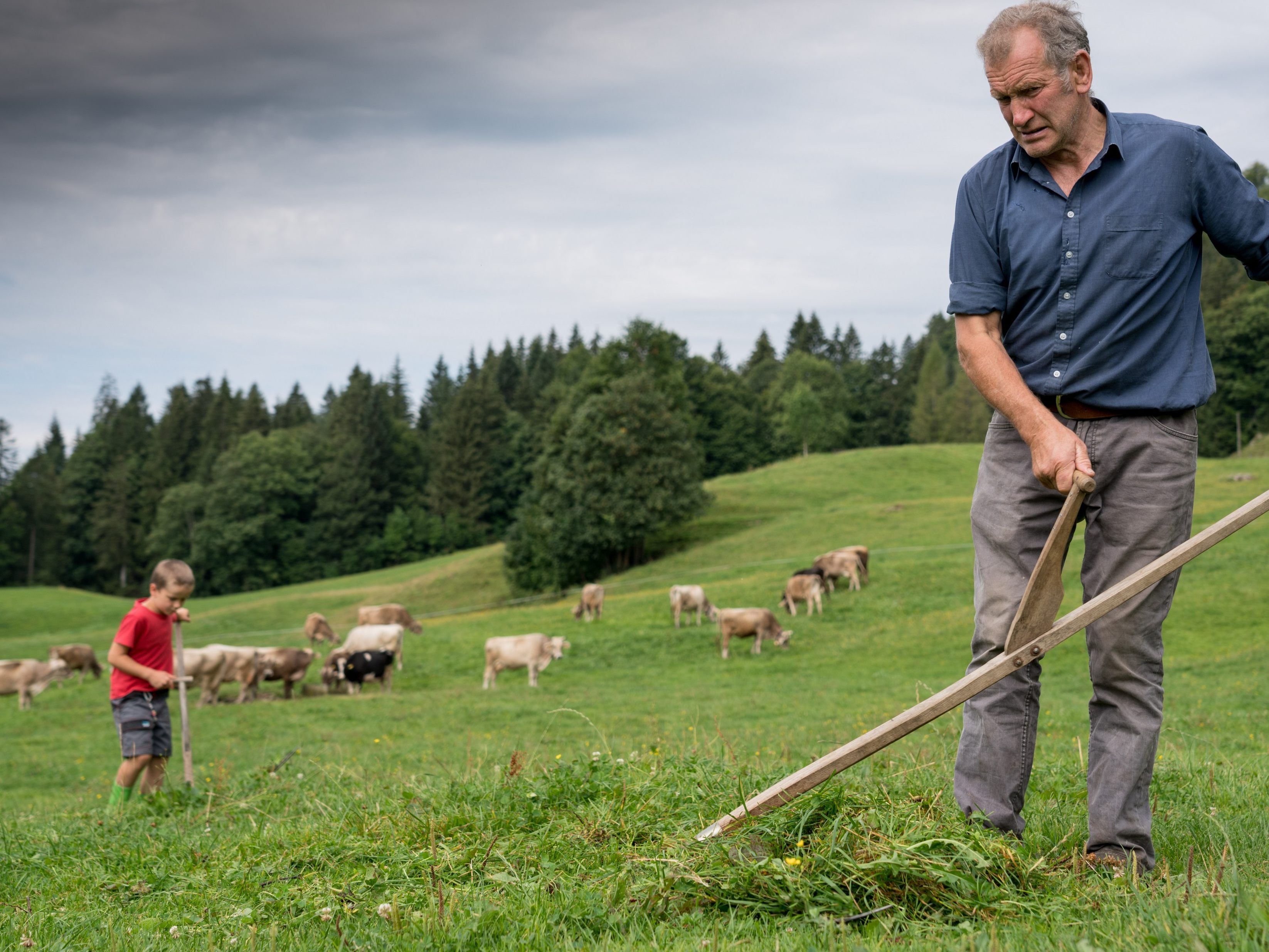 Die Vorarlberger Alpbauern müssen heuer mit einem mageren Jahr rechnen. Die Vorarlberger Alpbauern müssen heuer mit einem mageren Jahr rechnen.