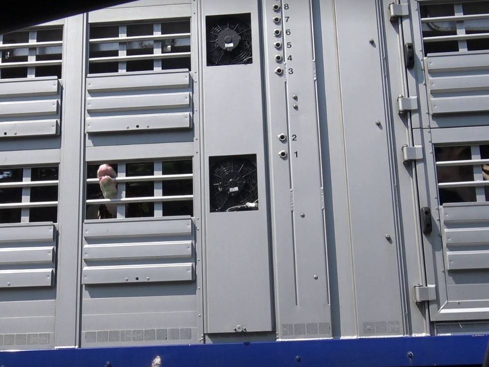 Die Kälber wurden in einem Transporter in Richtung Süden gebracht. Die Kälber wurden in einem Transporter in Richtung Süden gebracht.