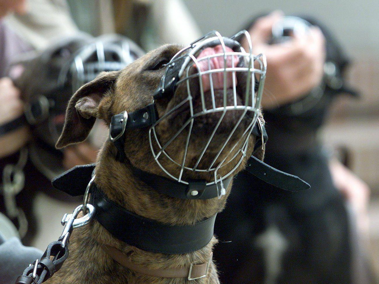 Der Österreichische Rottweilerklub hat sich nun für eine Beißkorbpflicht ausgesprochen. Der Österreichische Rottweilerklub hat sich nun für eine Beißkorbpflicht ausgesprochen.