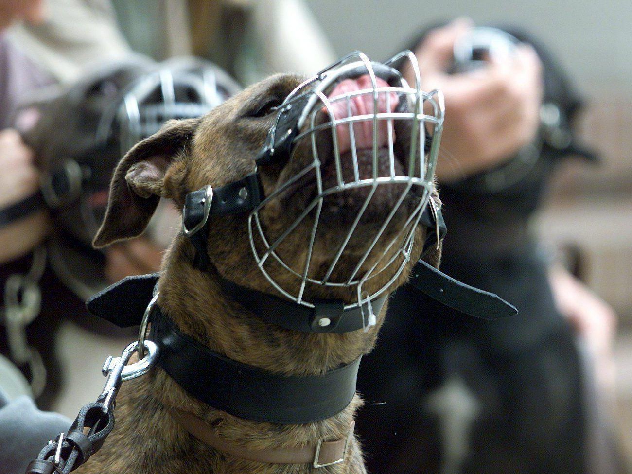 Der Österreichische Rottweilerklub hat sich nun für eine Beißkorbpflicht ausgesprochen.