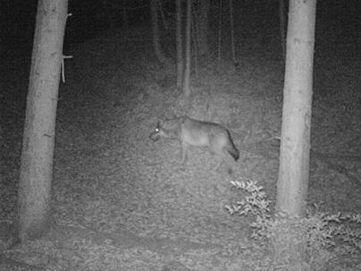 Eine Wildkamera in Klaus hat einen vermeintlichen Wolf aufgenommen.