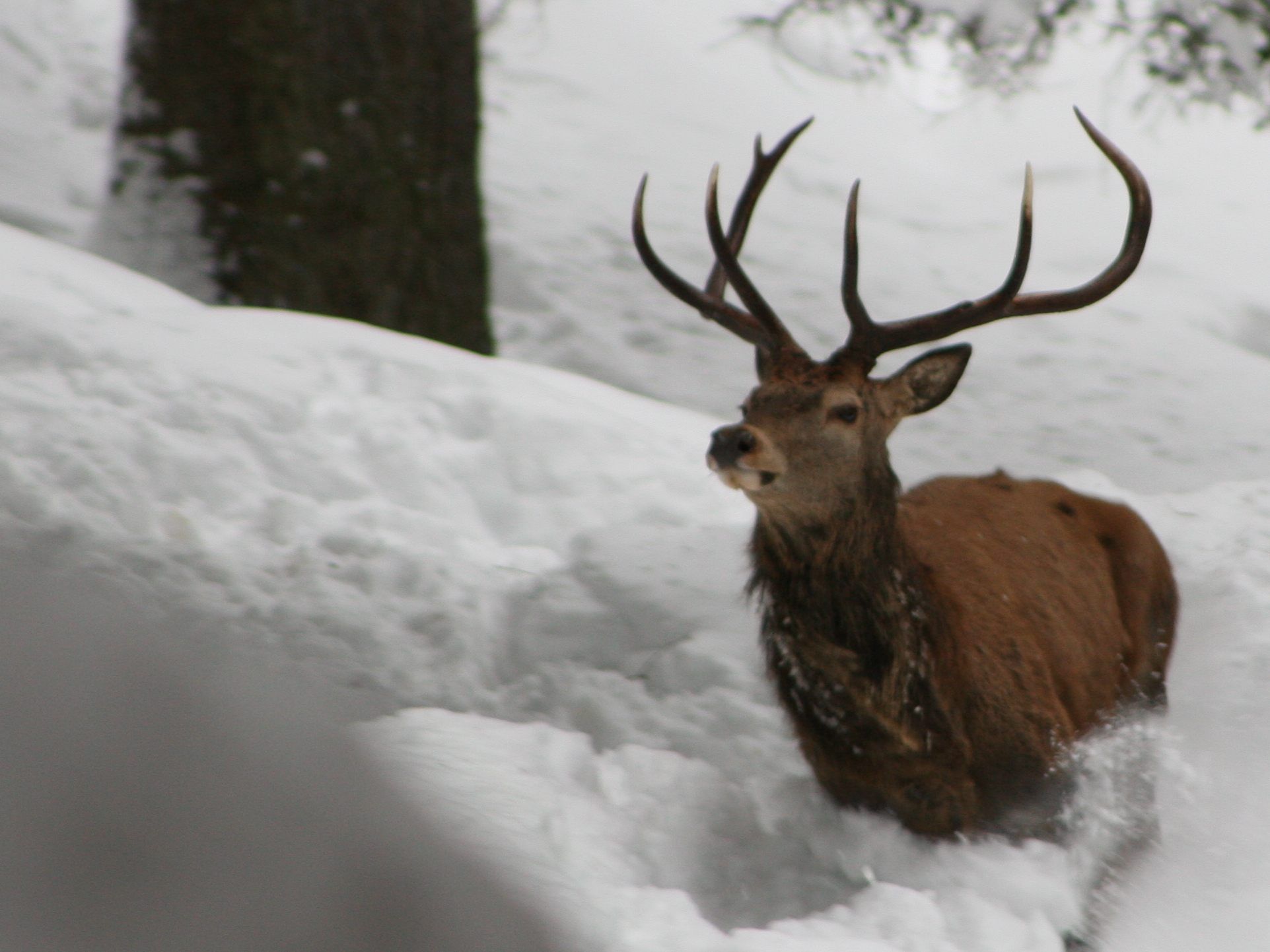 Appell des Wildbiologen Hubert Schatz an Wintersportler: „Lasst die Wildtiere in Ruhe.“ Appell des Wildbiologen Hubert Schatz an Wintersportler: „Lasst die Wildtiere in Ruhe.“